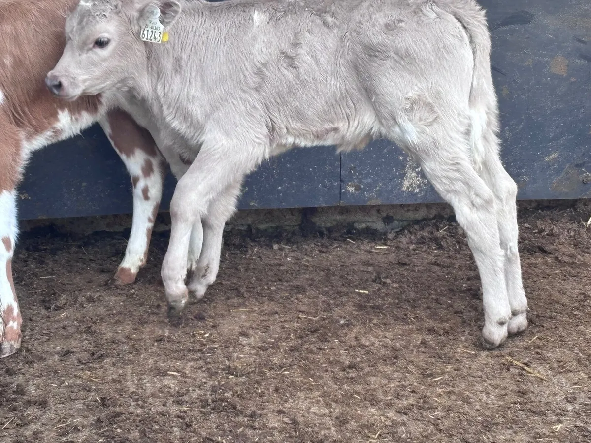 2 top quality Charlaois heifer calves for sale - Image 3