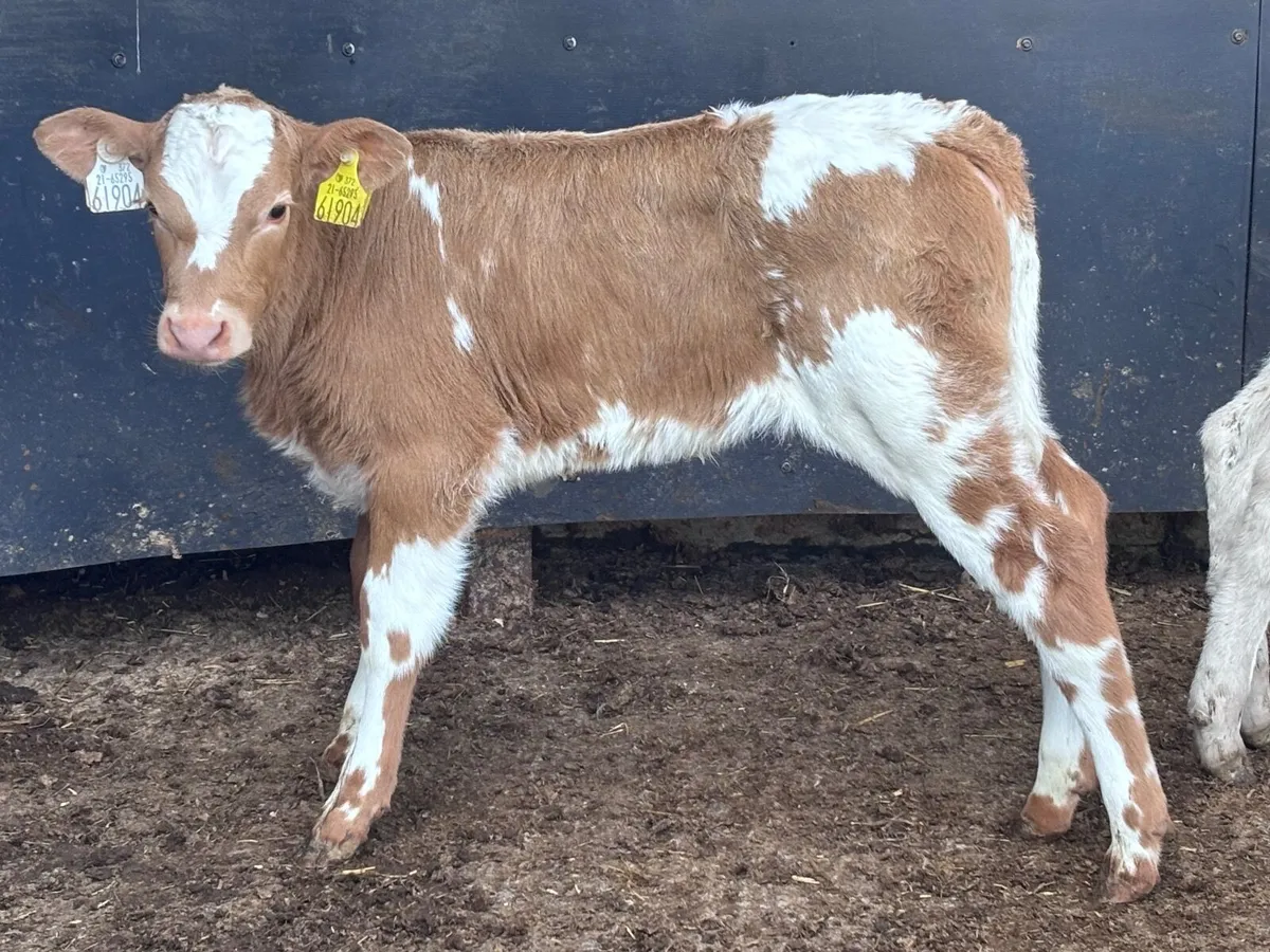 2 top quality Charlaois heifer calves for sale - Image 1