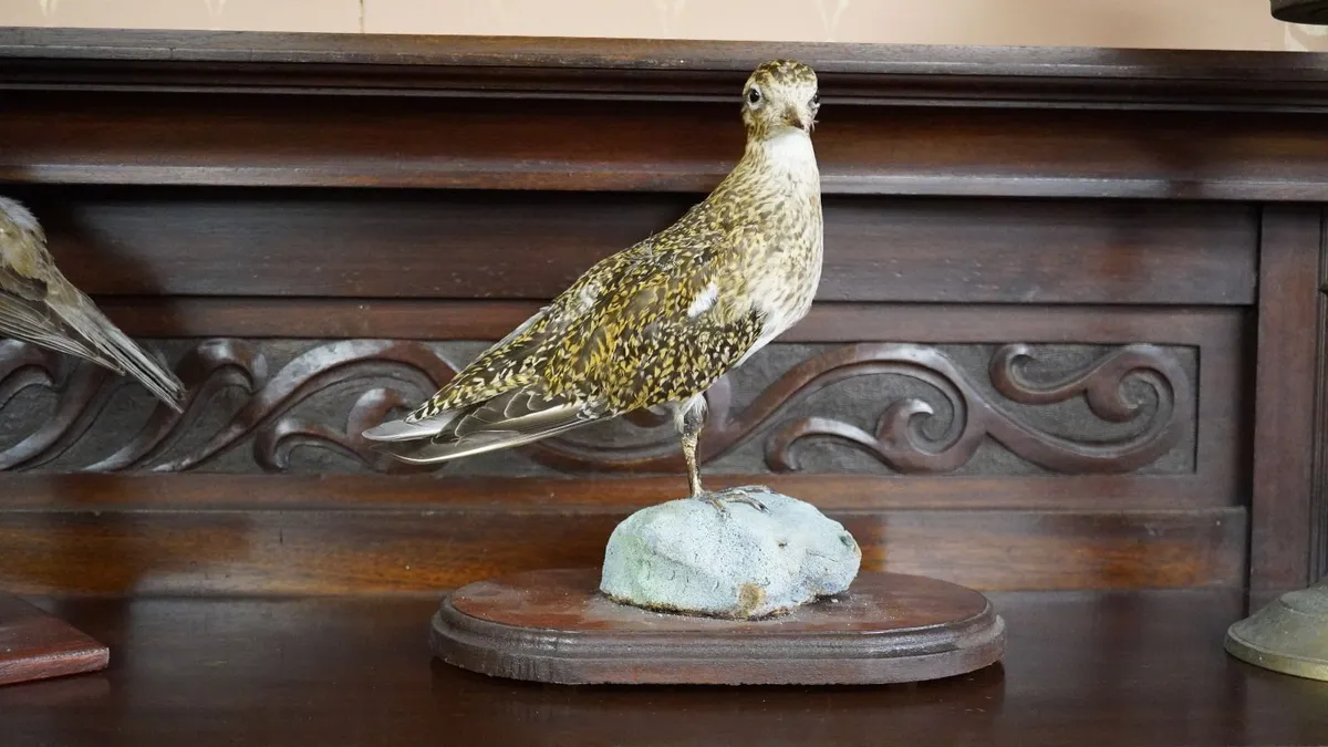 Vintage Taxidermy European Golden Plover - Image 1