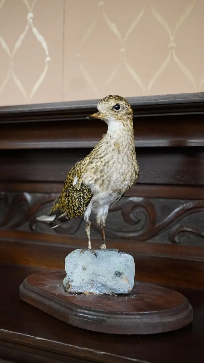 Vintage Taxidermy European Golden Plover - Image 2
