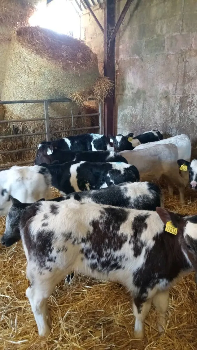 💥15 super smashing continental heifer calves💥 - Image 1