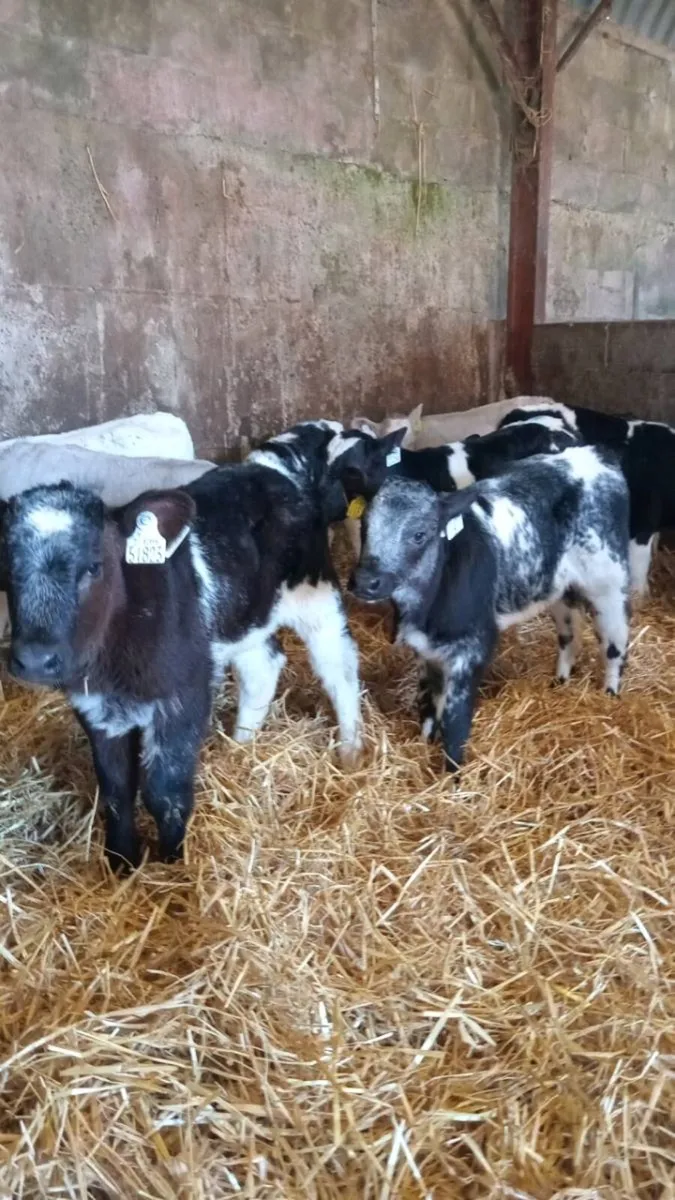 💥15 super smashing continental heifer calves💥 - Image 2