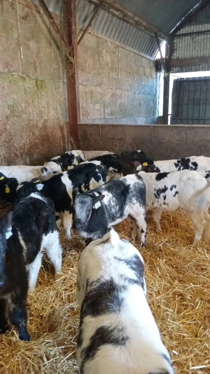 💥15 super smashing continental heifer calves💥 - Image 3
