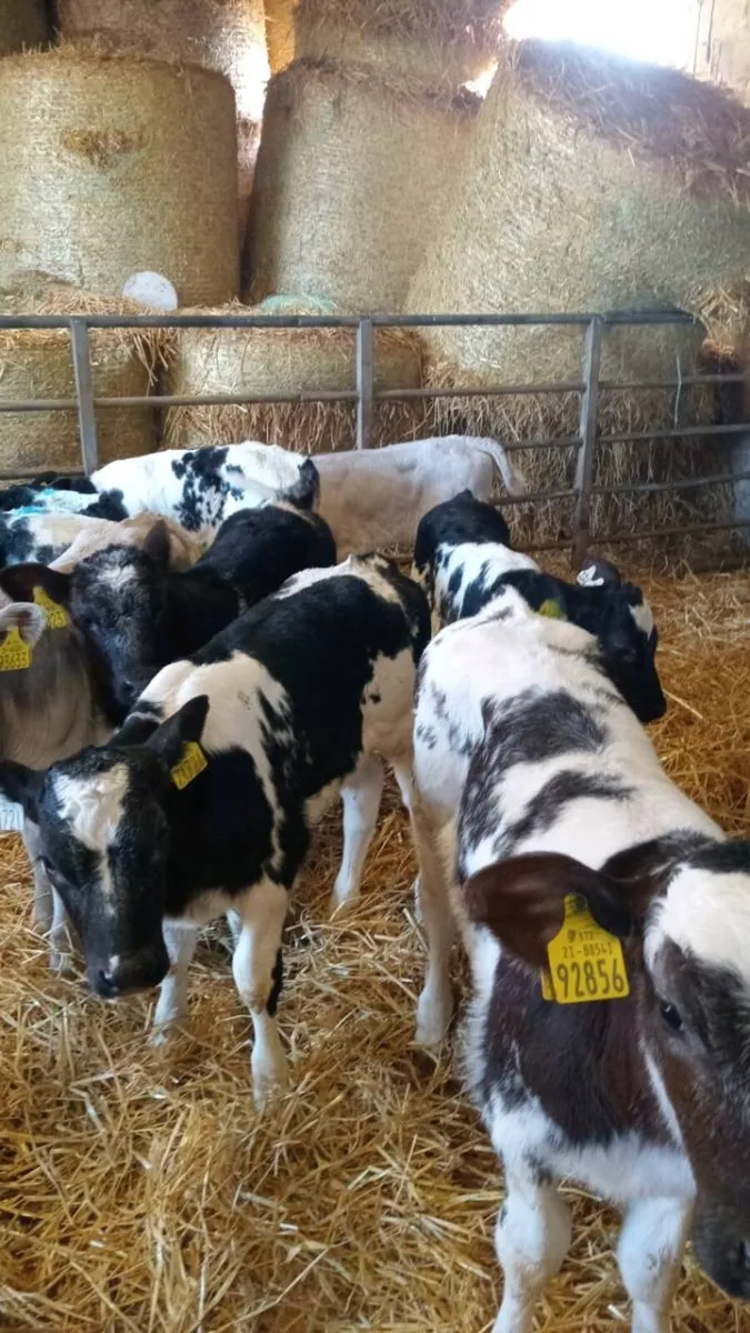 💥15 super smashing continental heifer calves💥 - Image 4