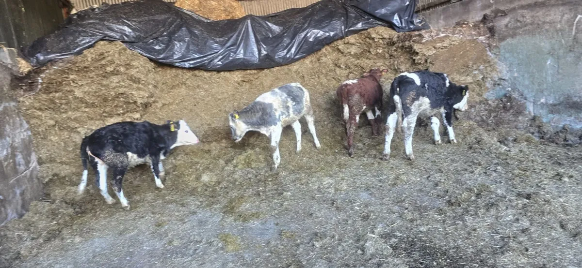Weanlings - Image 4