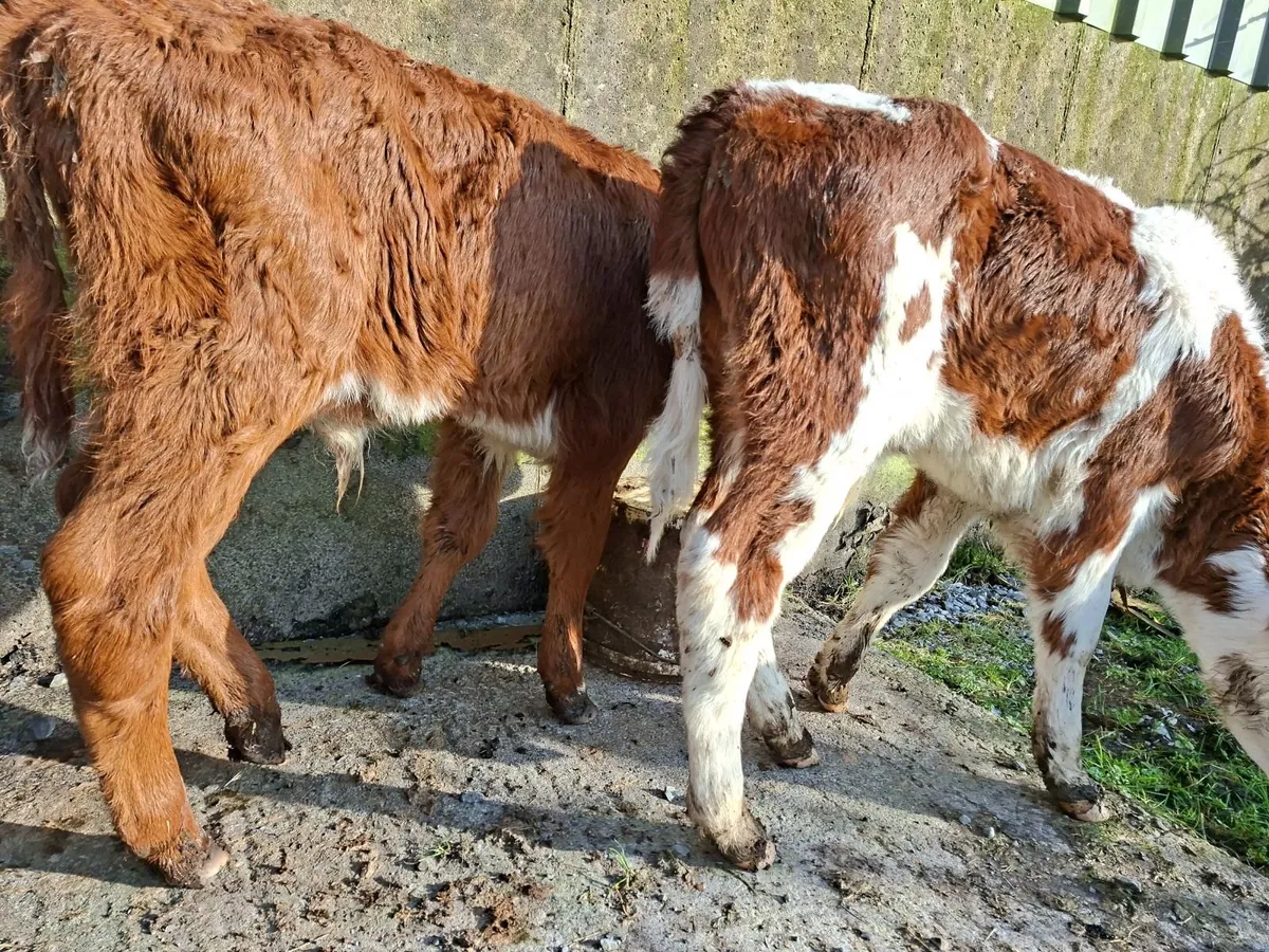 Hereford  Bull Calves - Image 1