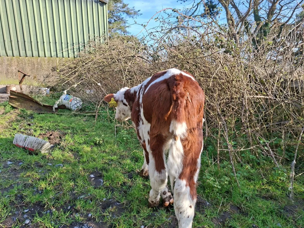 Hereford  Bull Calves - Image 2
