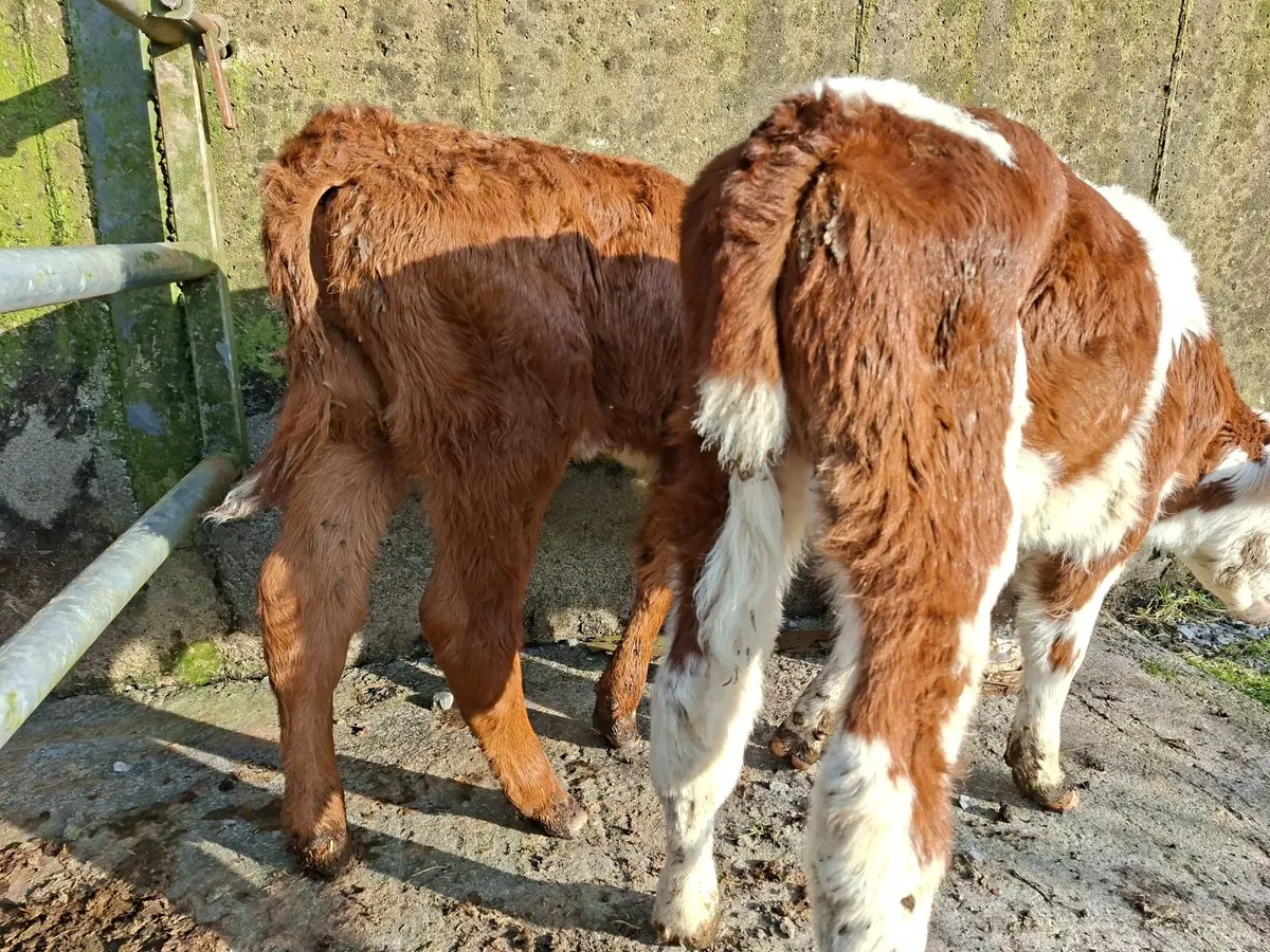 Hereford  Bull Calves - Image 3