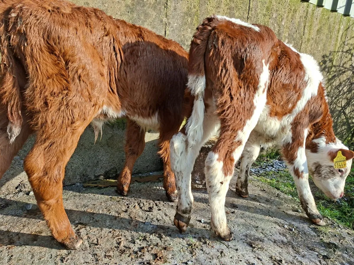 Hereford  Bull Calves - Image 4