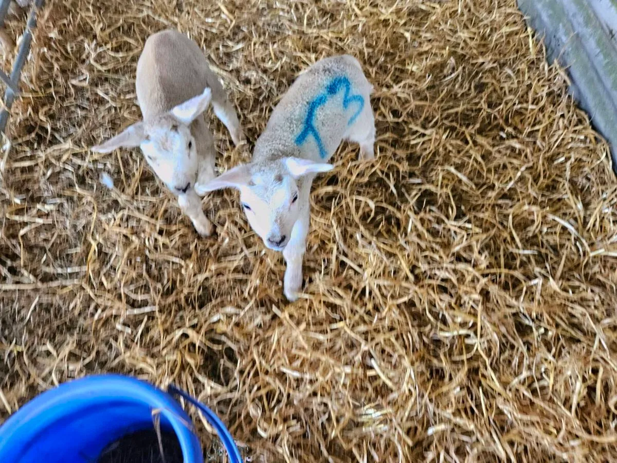 Pet lambs - Image 2