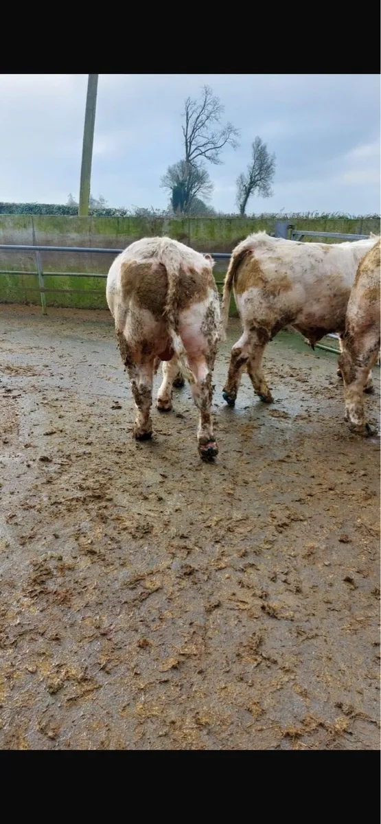 Pedigree Charlaois Bulls - Image 4