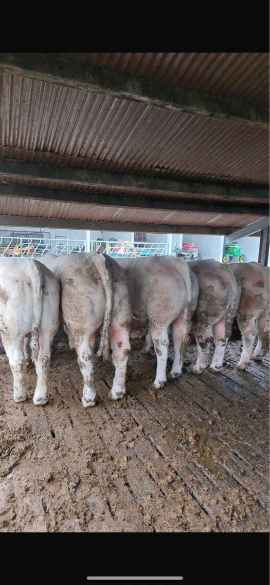 Pedigree Charlaois Bulls - Image 1