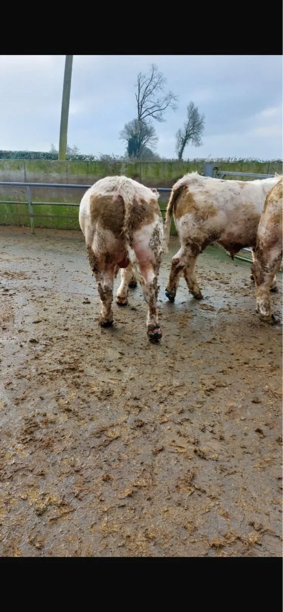 Pedigree Charlaois Bulls - Image 2