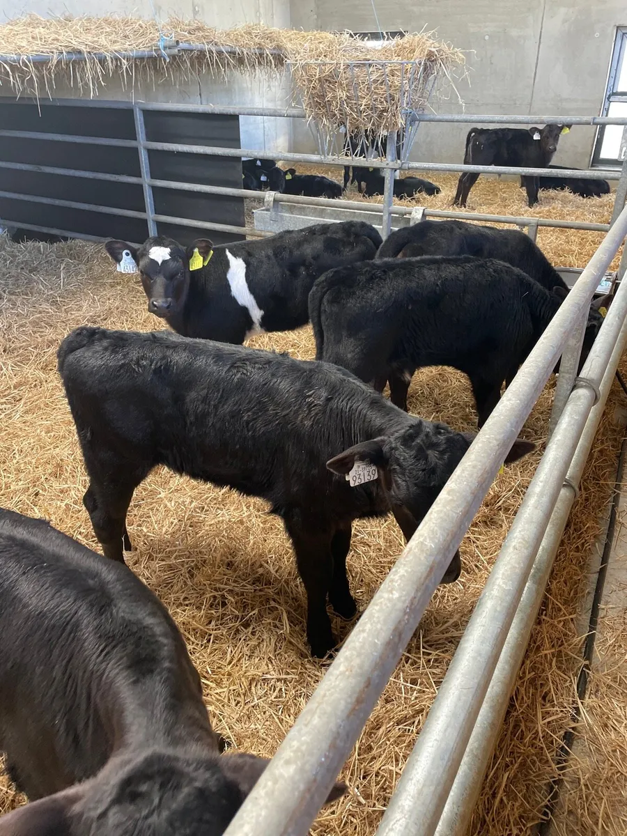 Aberdeen Angus calves for sale - Image 3