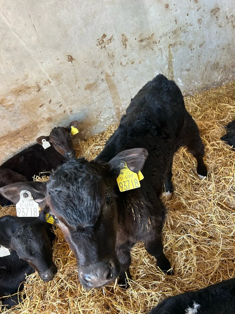 Calves - Image 3