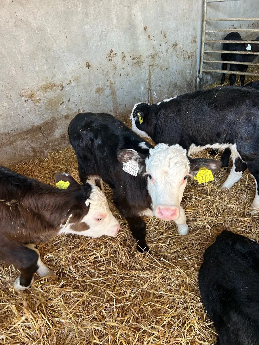 Calves - Image 1