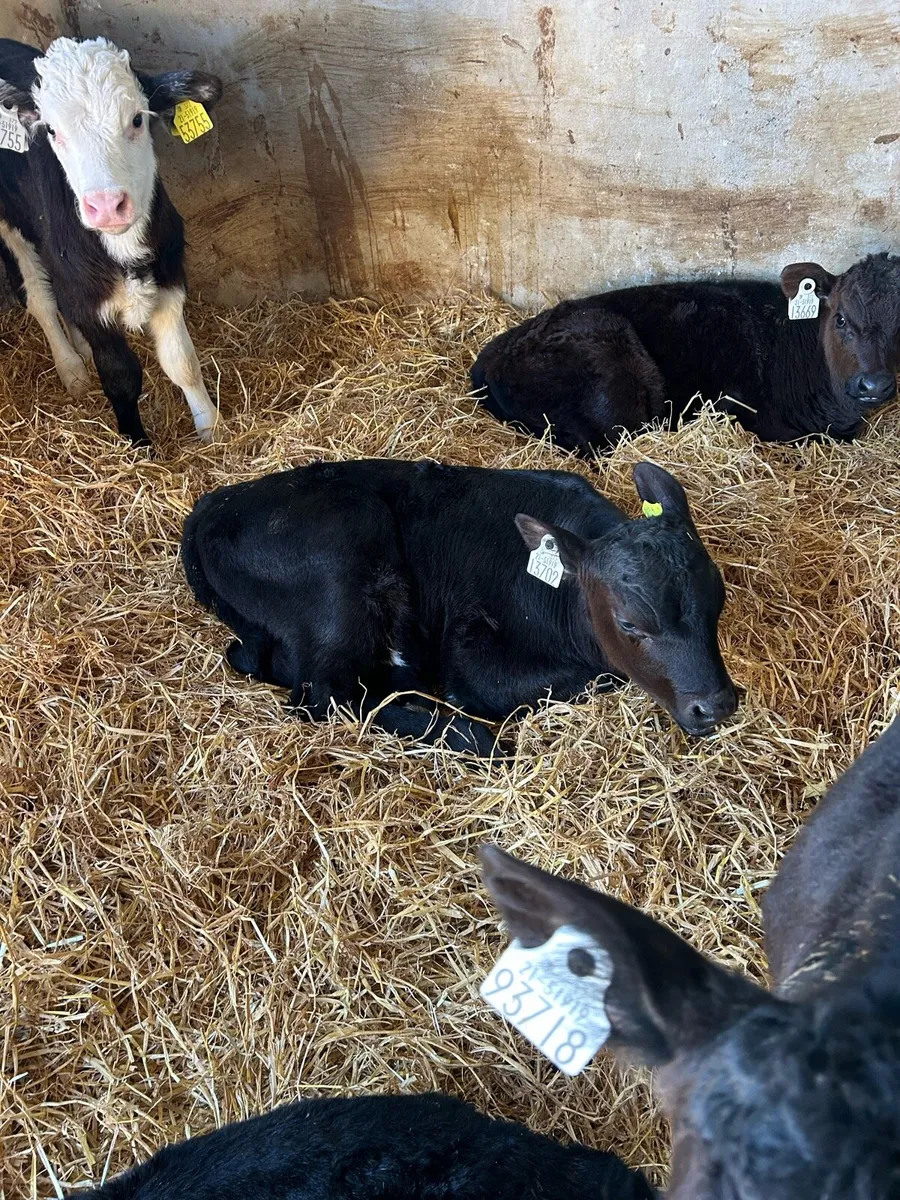 Calves - Image 2