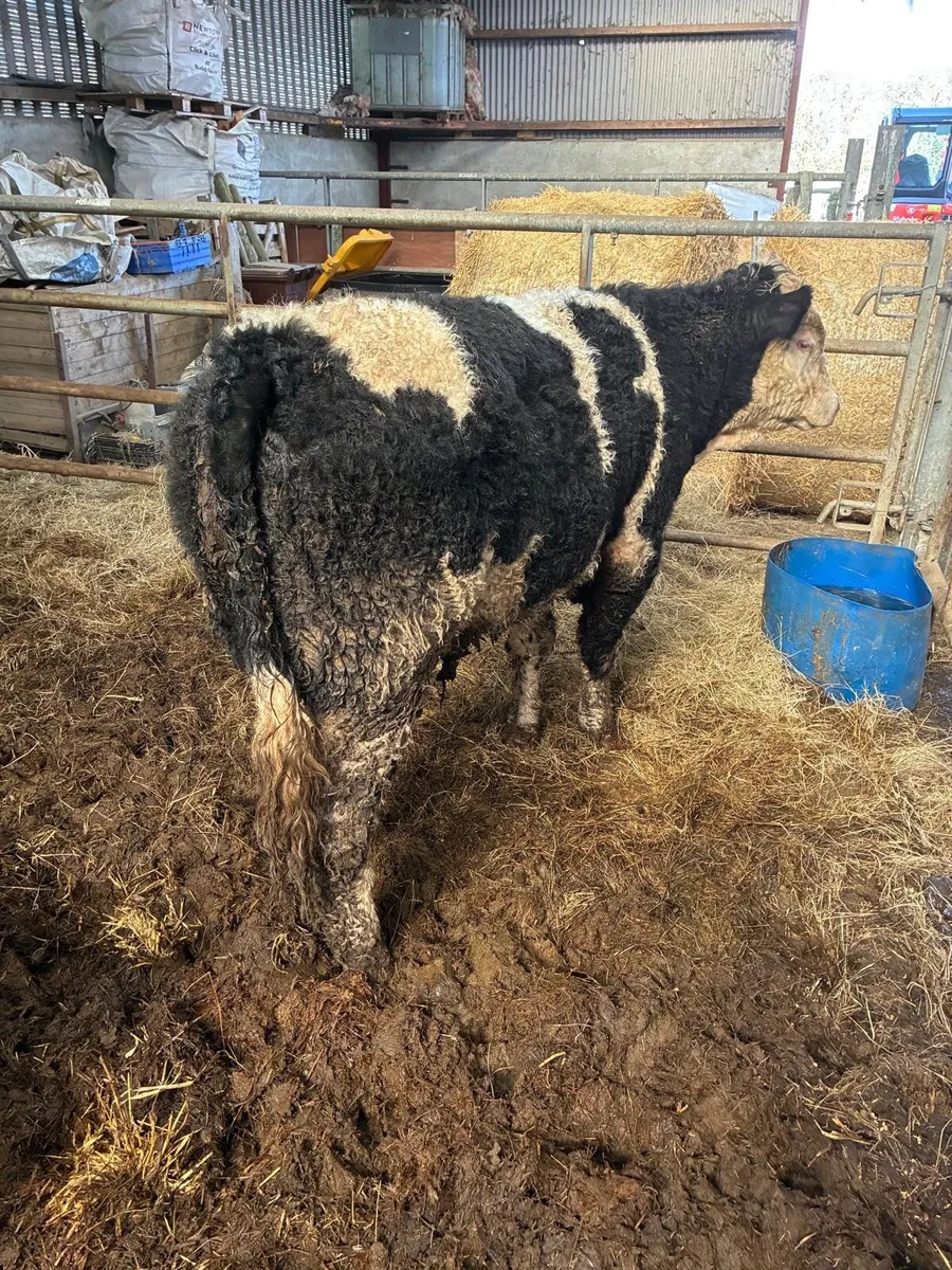 2 Simmental x bullocks - Image 3