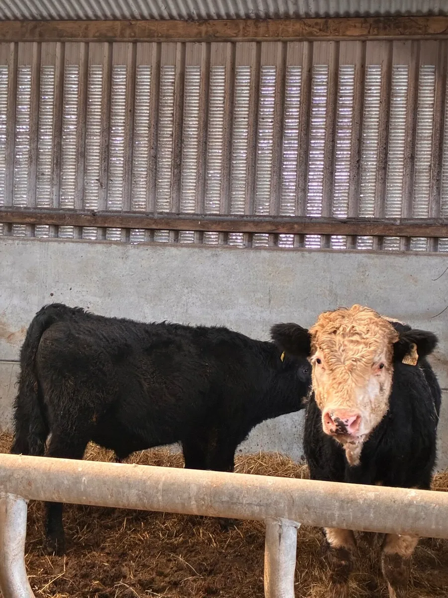 2 Simmental x bullocks - Image 4