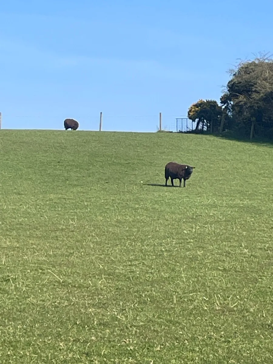 In lamb hogget - Image 3