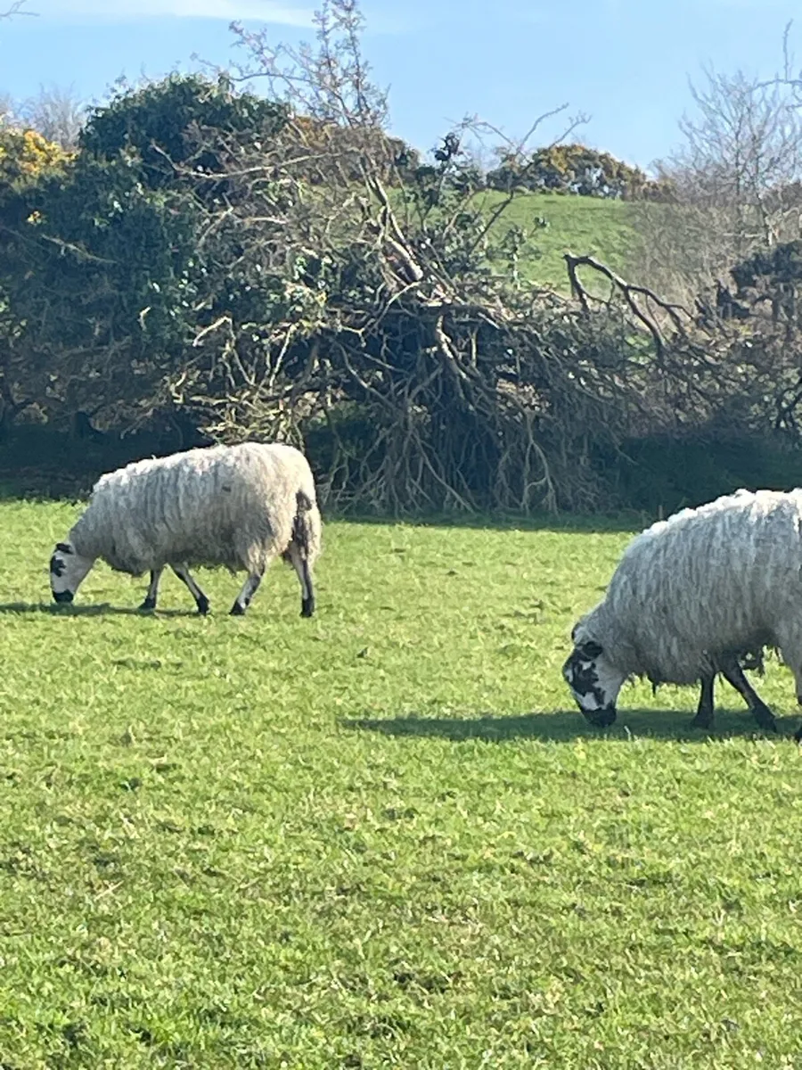 In lamb hogget - Image 2