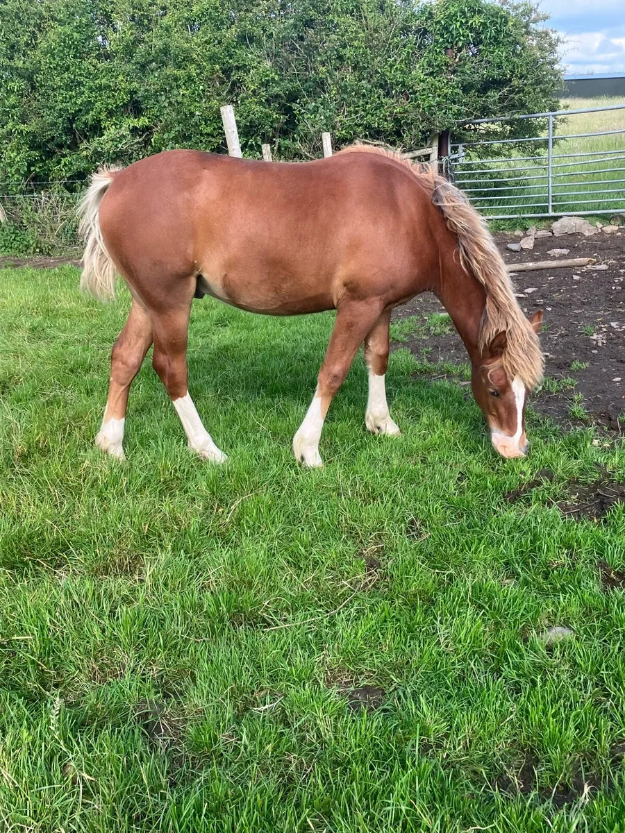 Connermara x - Image 1