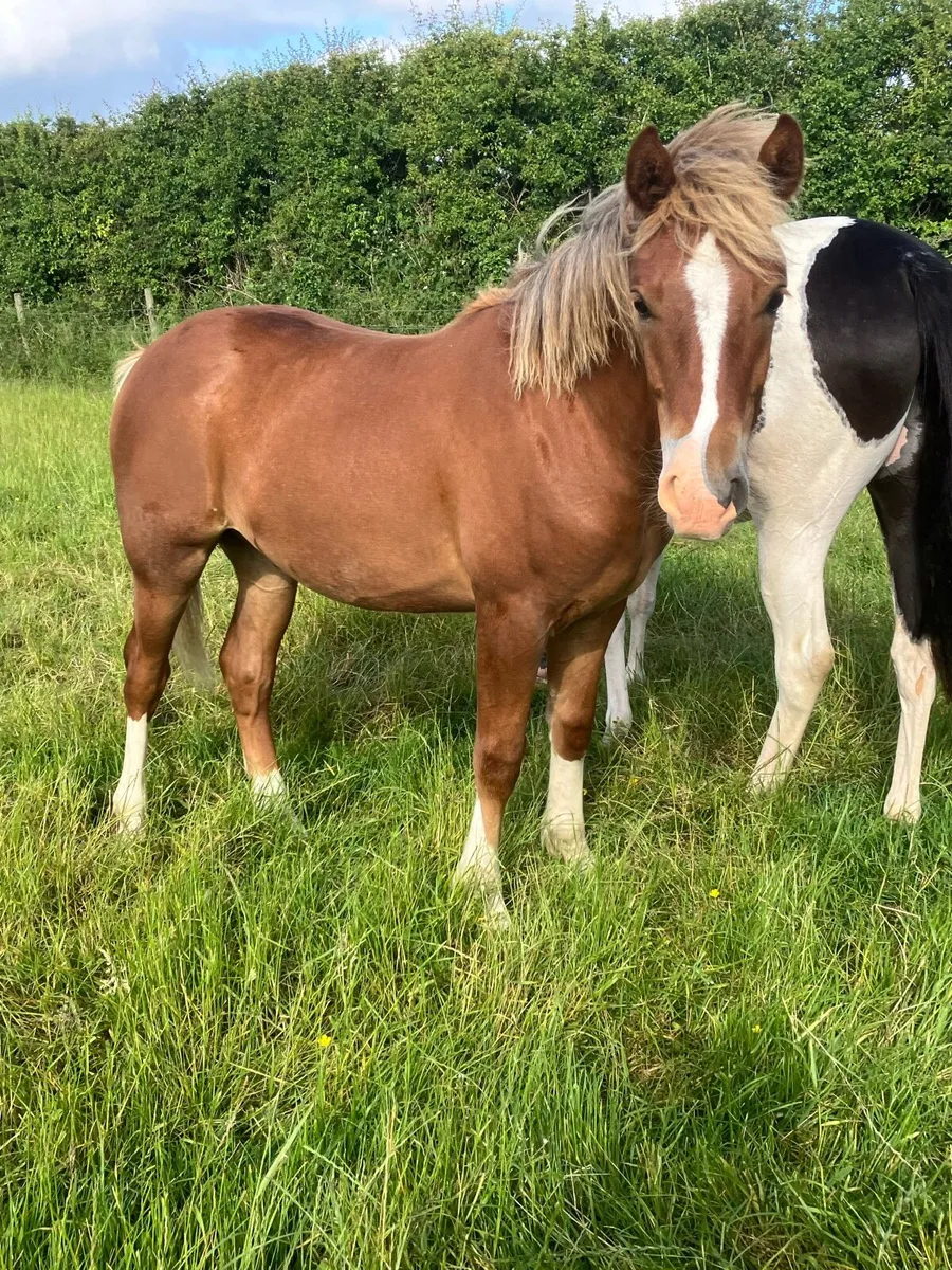 Connermara x - Image 2