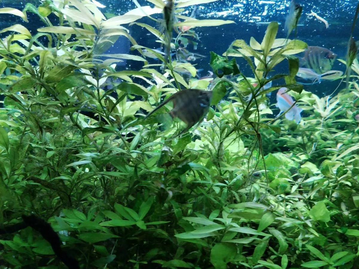 neocardina shrimp 20 for 20, trigon 350 tank - Image 3