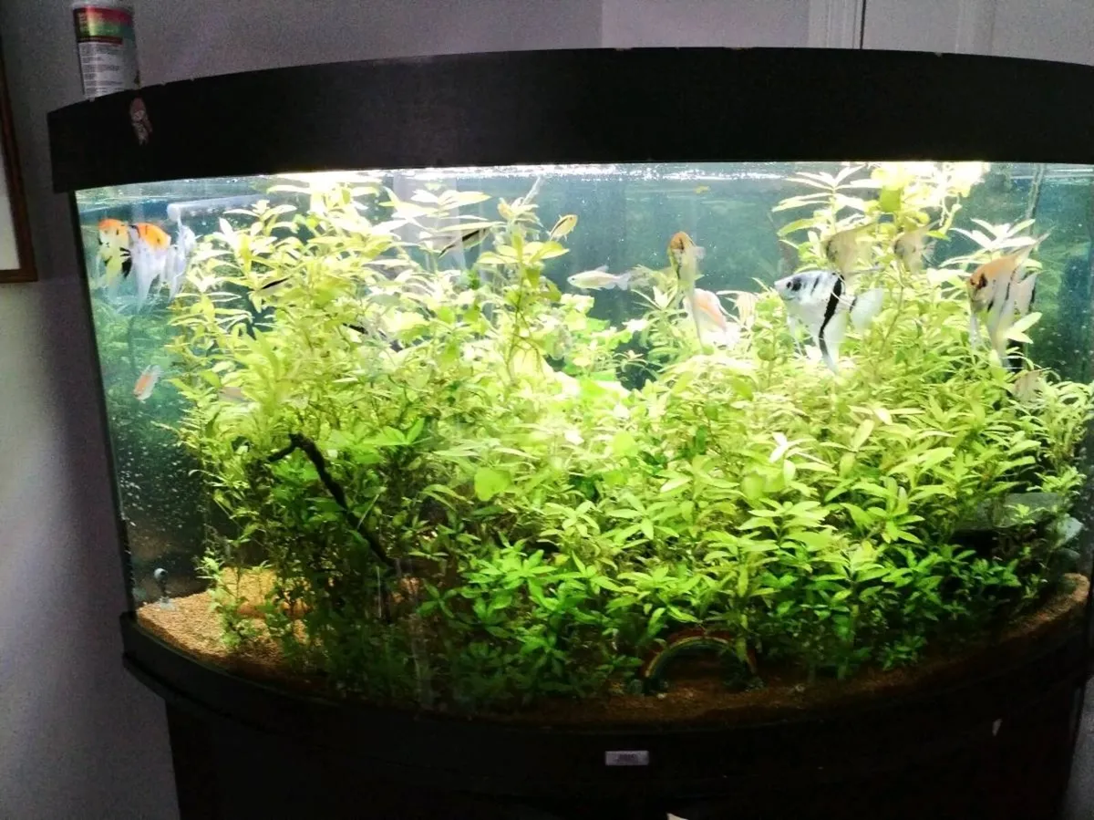 neocardina shrimp 20 for 20, trigon 350 tank - Image 4