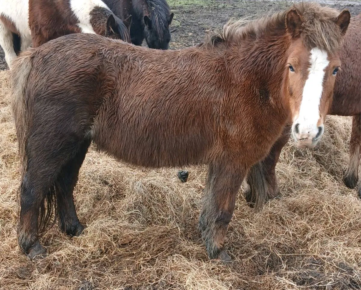 Mare and Stallion, teaser pony - Image 1