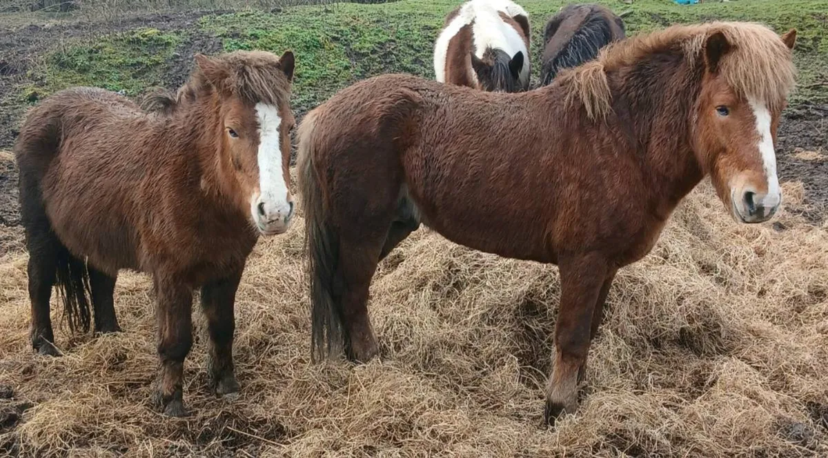 Mare and Stallion, teaser pony - Image 3