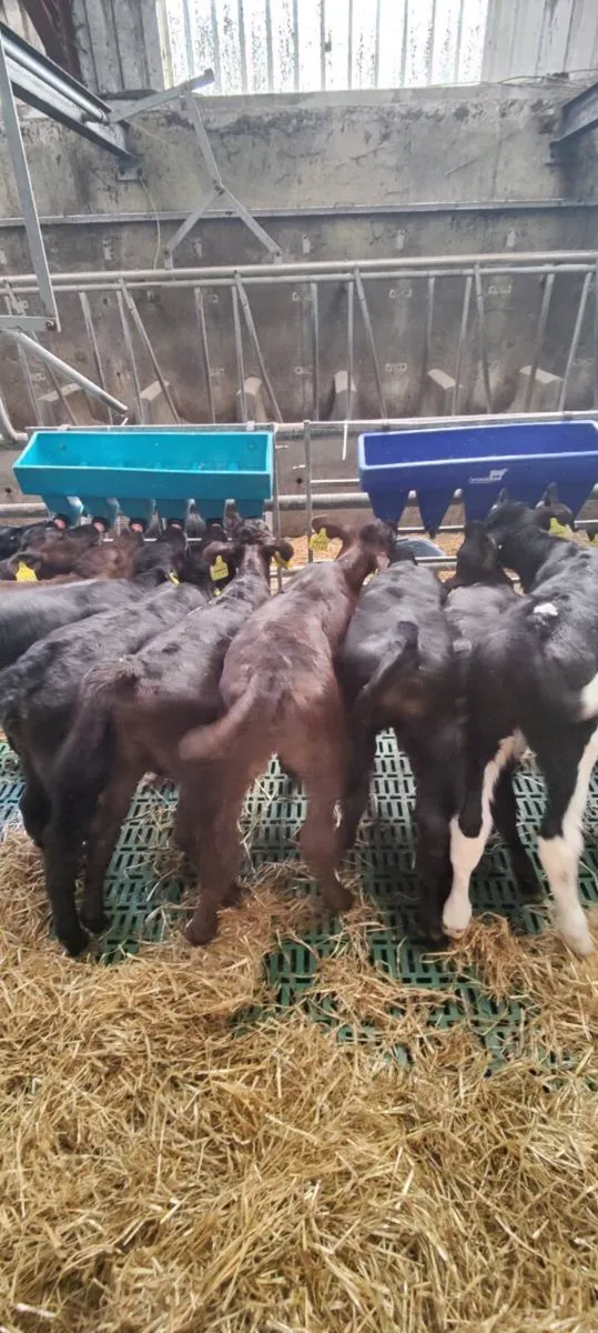 AngusX and Limousin X calves - Image 2