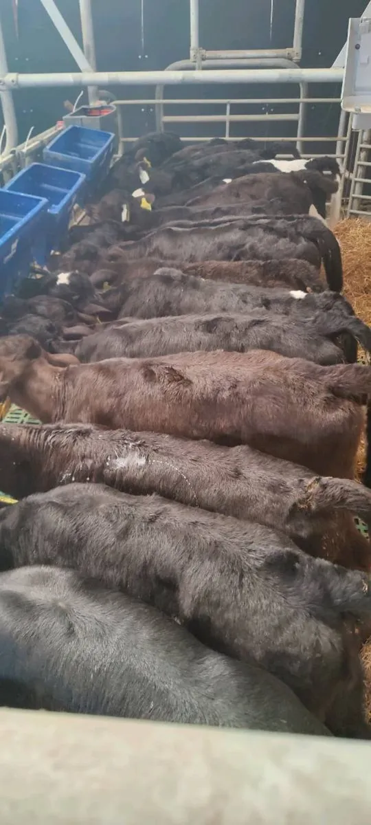 AngusX and Limousin X calves - Image 1