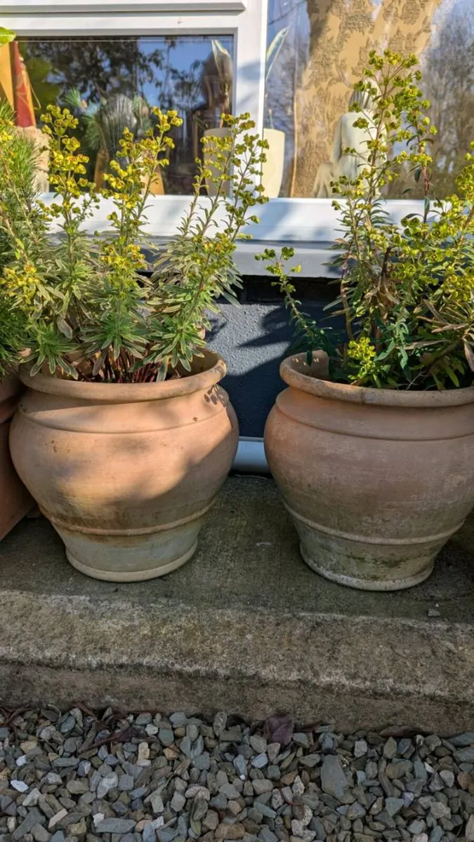 Shrubs in pots - Image 1