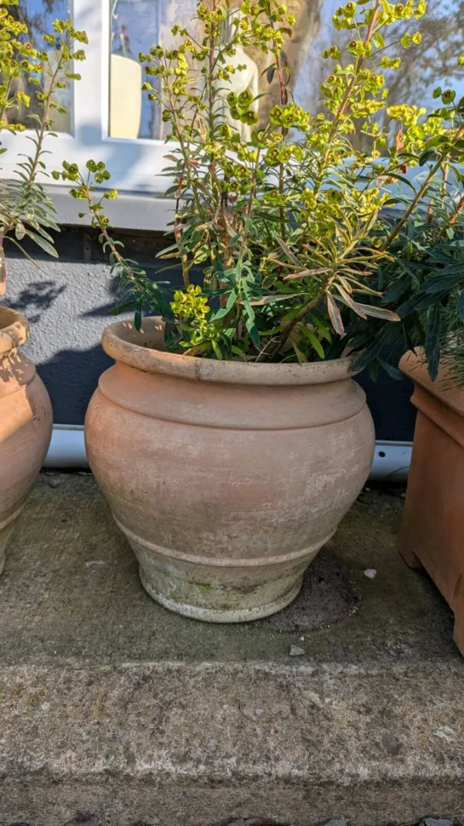 Shrubs in pots - Image 2