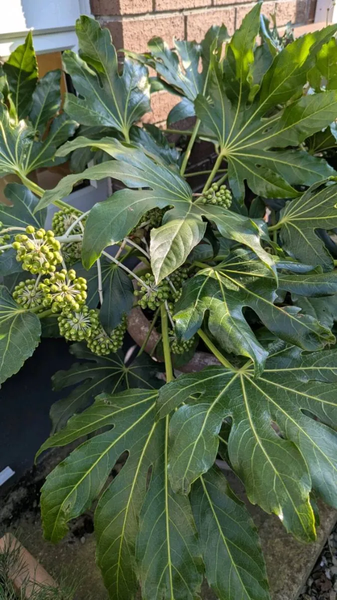 Shrubs in pots - Image 3