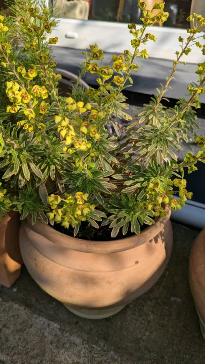 Shrubs in pots - Image 4