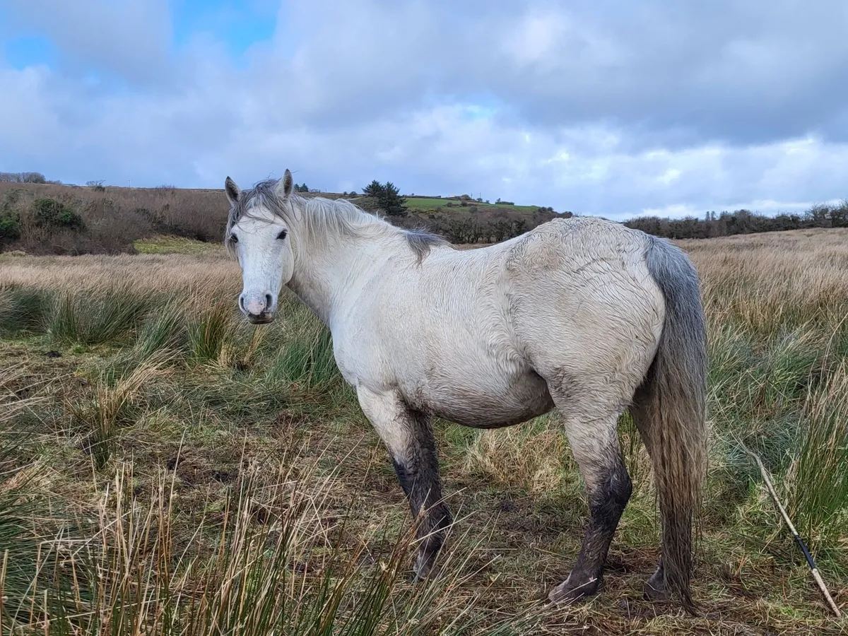 Connemara Mare - Image 1
