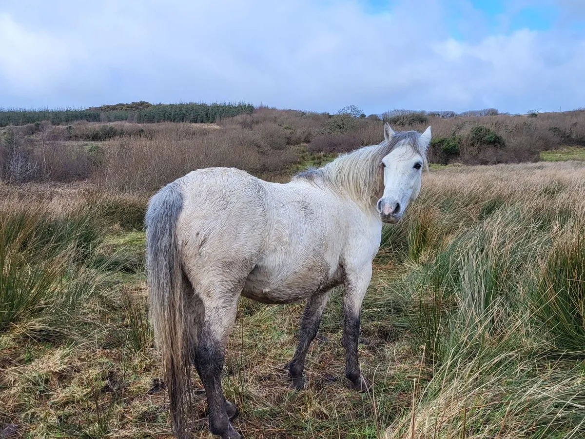 Connemara Mare - Image 2