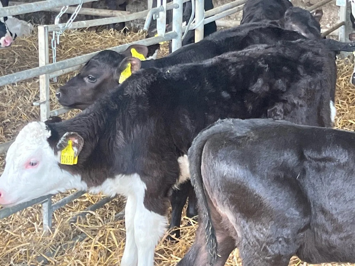 16 SERIOUS HEREFORD AND ANGUS HEIFERS - Image 3