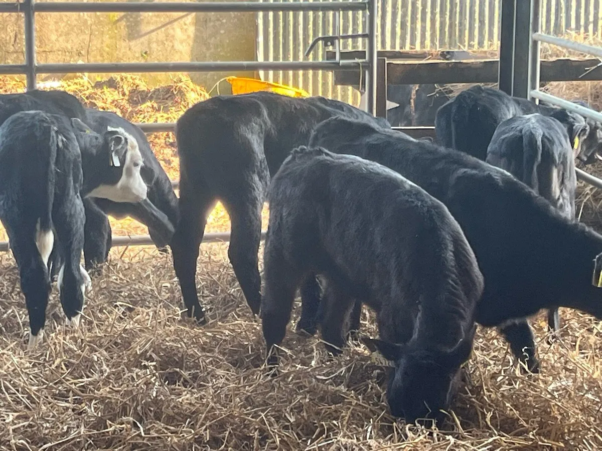 16 SERIOUS HEREFORD AND ANGUS HEIFERS - Image 4