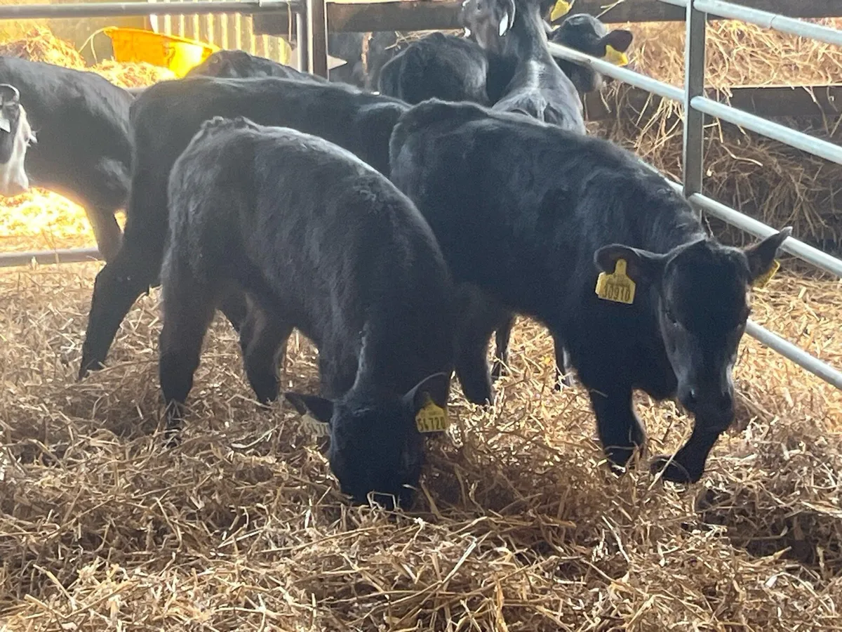 16 SERIOUS HEREFORD AND ANGUS HEIFERS - Image 1
