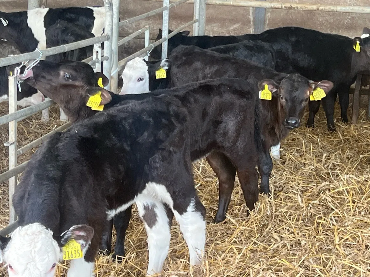 16 SERIOUS HEREFORD AND ANGUS HEIFERS - Image 2
