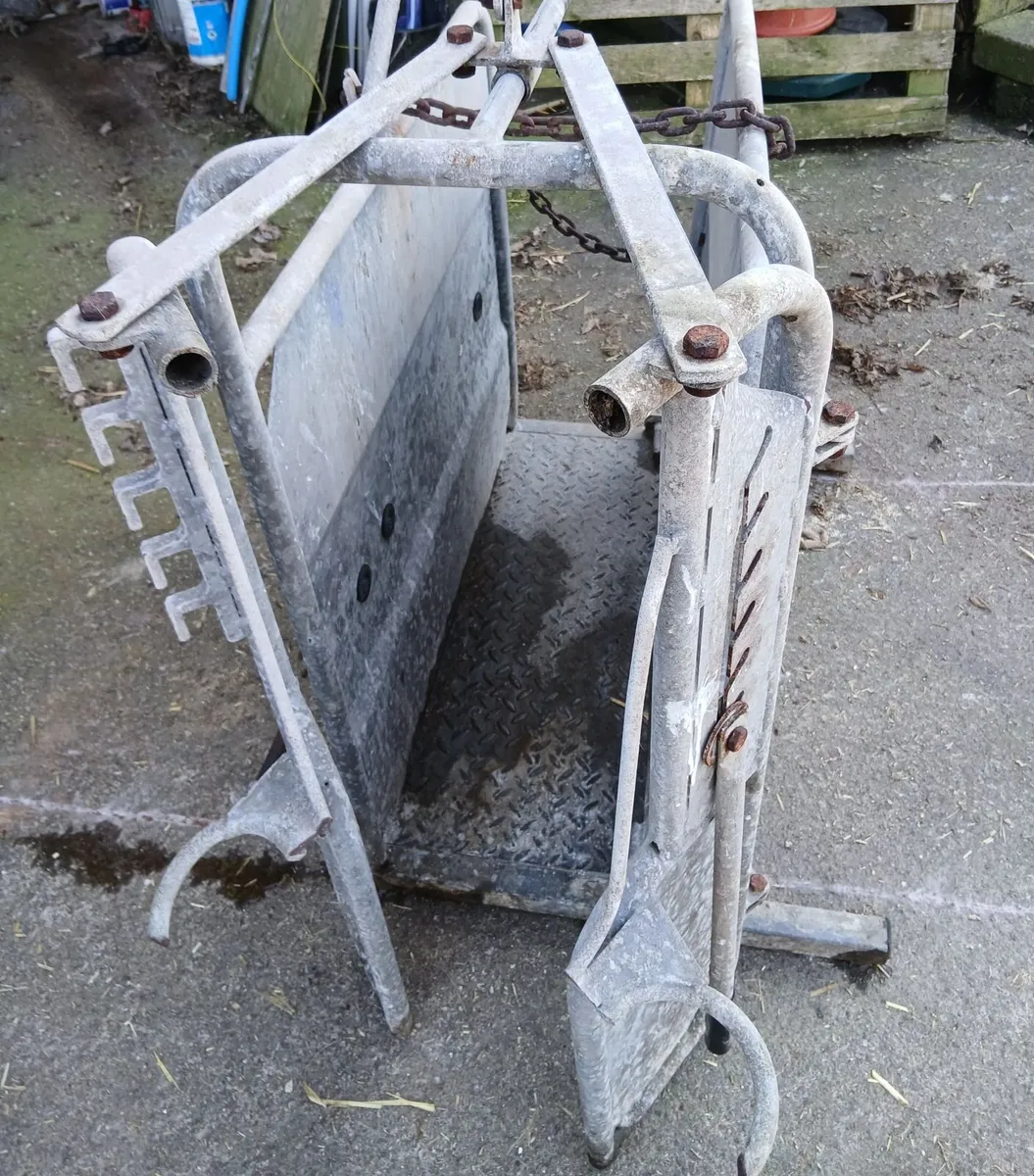 Calf dehorning  crate - Image 4