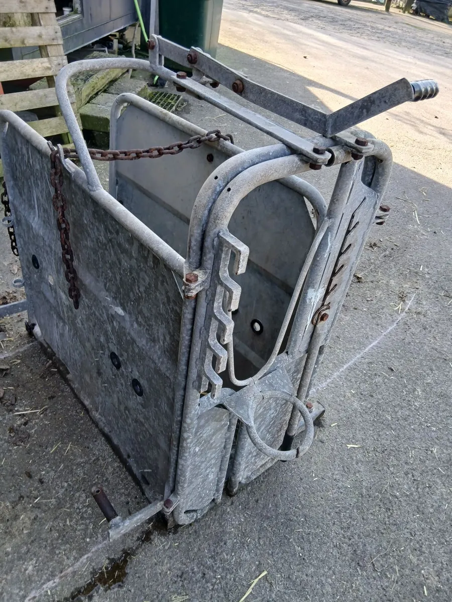 Calf dehorning  crate - Image 2