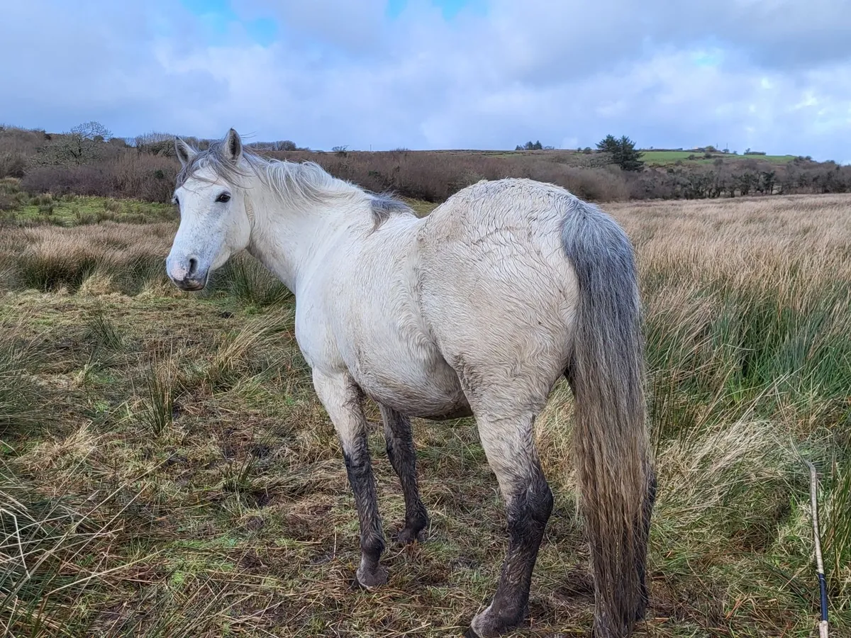 Connemara Mare - Image 3