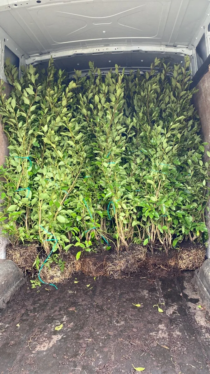 Mature Griselinia 4-5fts - Image 1