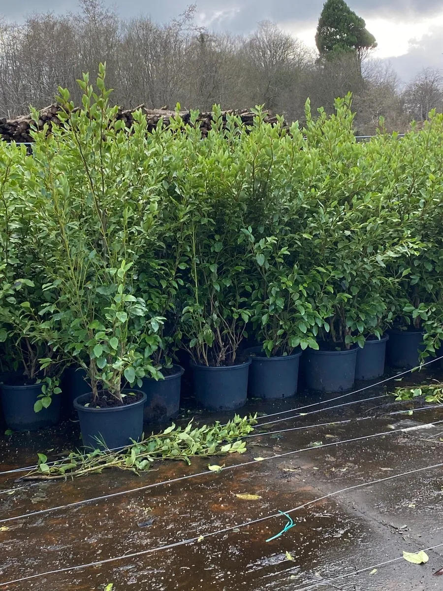 Mature Griselinia 4-5fts - Image 2