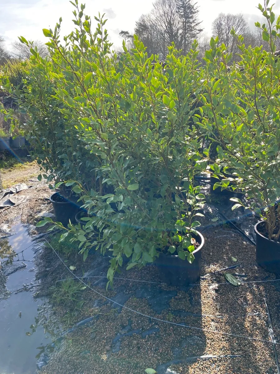 Mature Griselinia 4-5fts - Image 4
