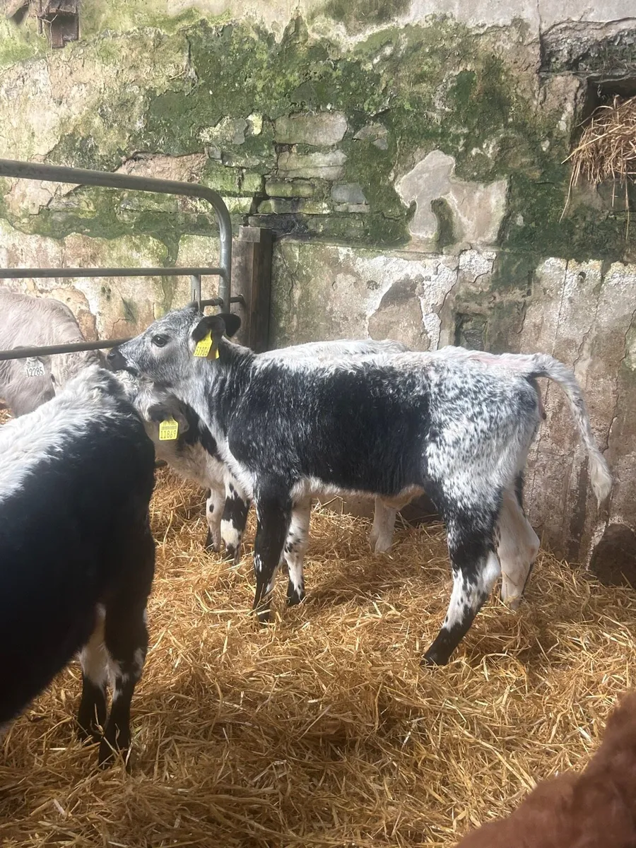 🌟5 Speckled/Shorthorn heifer calves 🌟No Moves - Image 1